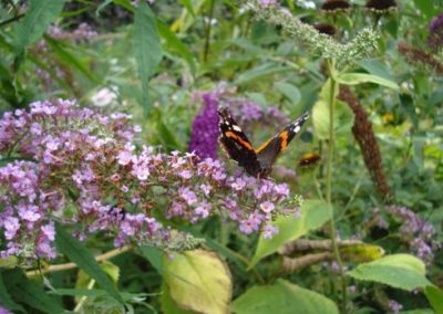 Therapieort Garten - Admiral auf Schmetterlingsstrauch